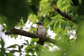 2020年5月25日(月) 長居植物園の野鳥観察記録