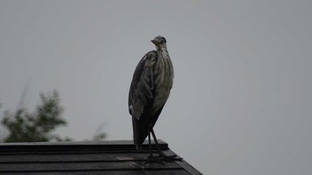 Grey Heron Unknown Spots Tue, 5/26/2020