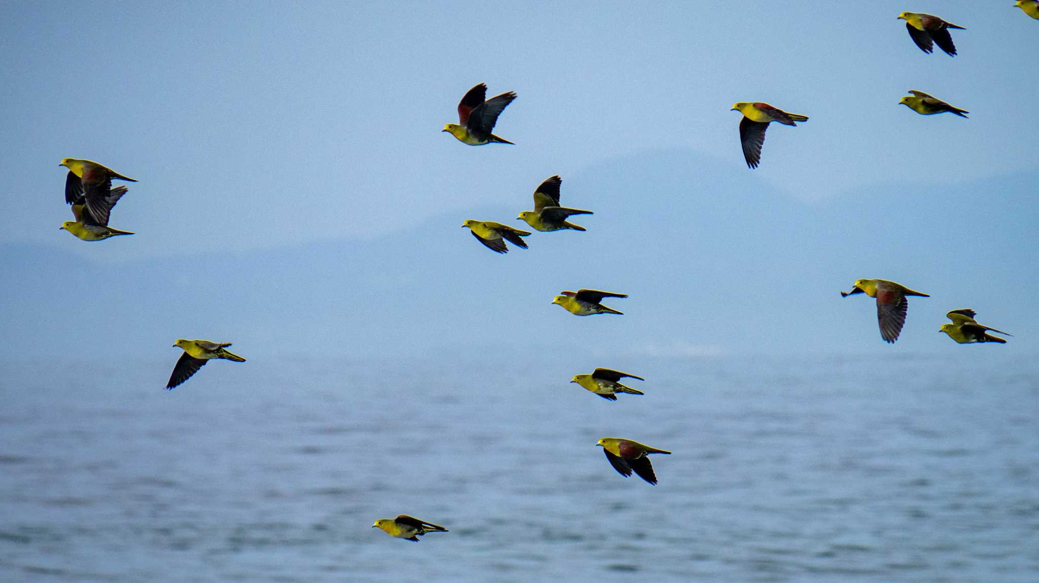 大磯照ヶ崎海岸 アオバトの写真 by Tosh@Bird