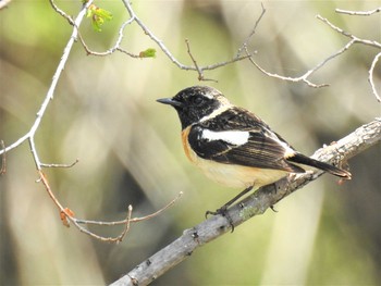 2020年5月24日(日) 戦場ヶ原の野鳥観察記録