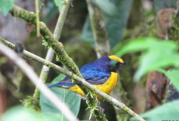 Orange-bellied Euphonia