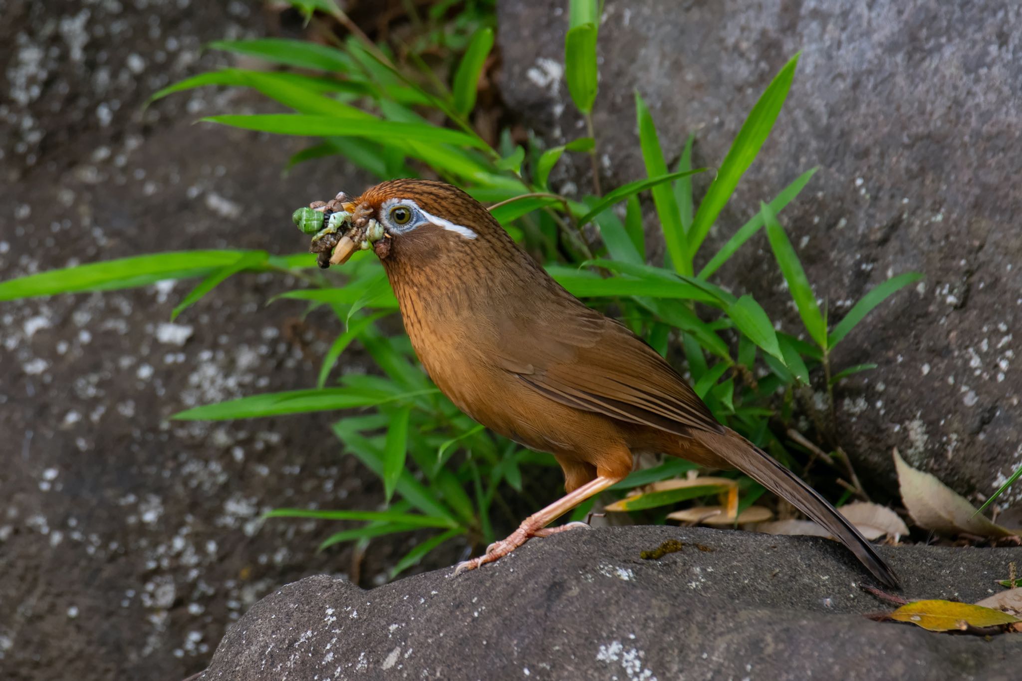 ガビチョウも繁殖期