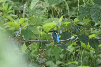 カワセミ 野川 2020年5月26日(火)