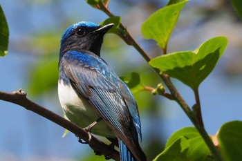 Blue-and-white Flycatcher Asahiyama Memorial Park Mon, 5/20/2019