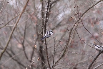 Long-tailed Tit Unknown Spots Sat, 1/10/2009