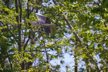 2020年5月26日(火) 長流川の野鳥観察記録