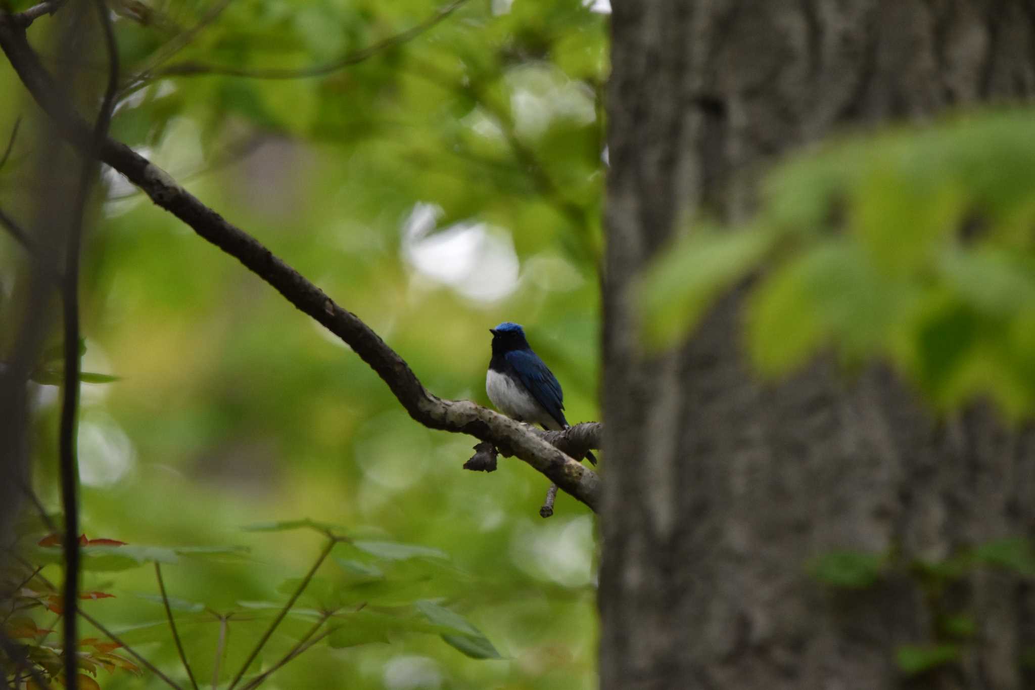 Photo of Blue-and-white Flycatcher at 平岡公園(札幌市) by θarasa