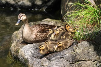 Eastern Spot-billed Duck 杉並区 Sun, 5/24/2020