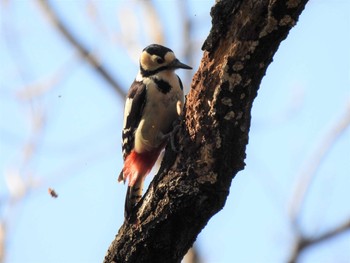 Great Spotted Woodpecker Mizumoto Park Sun, 2/23/2020