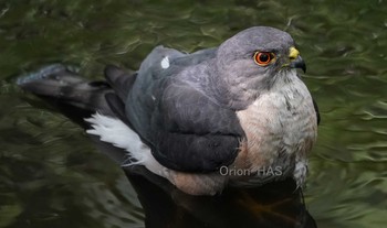 Japanese Sparrowhawk 東京都多摩地域 Sat, 6/1/2019