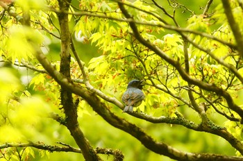 Blue-and-white Flycatcher 静岡県 Wed, 5/20/2020