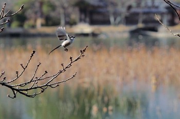 エナガ 場所が不明 撮影日未設定