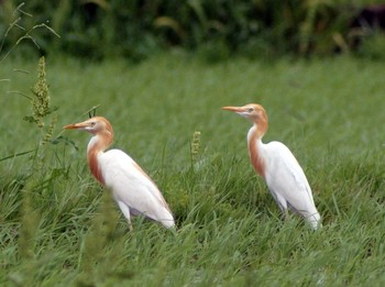 Eastern Cattle Egret 社家  Sat, 6/25/2016