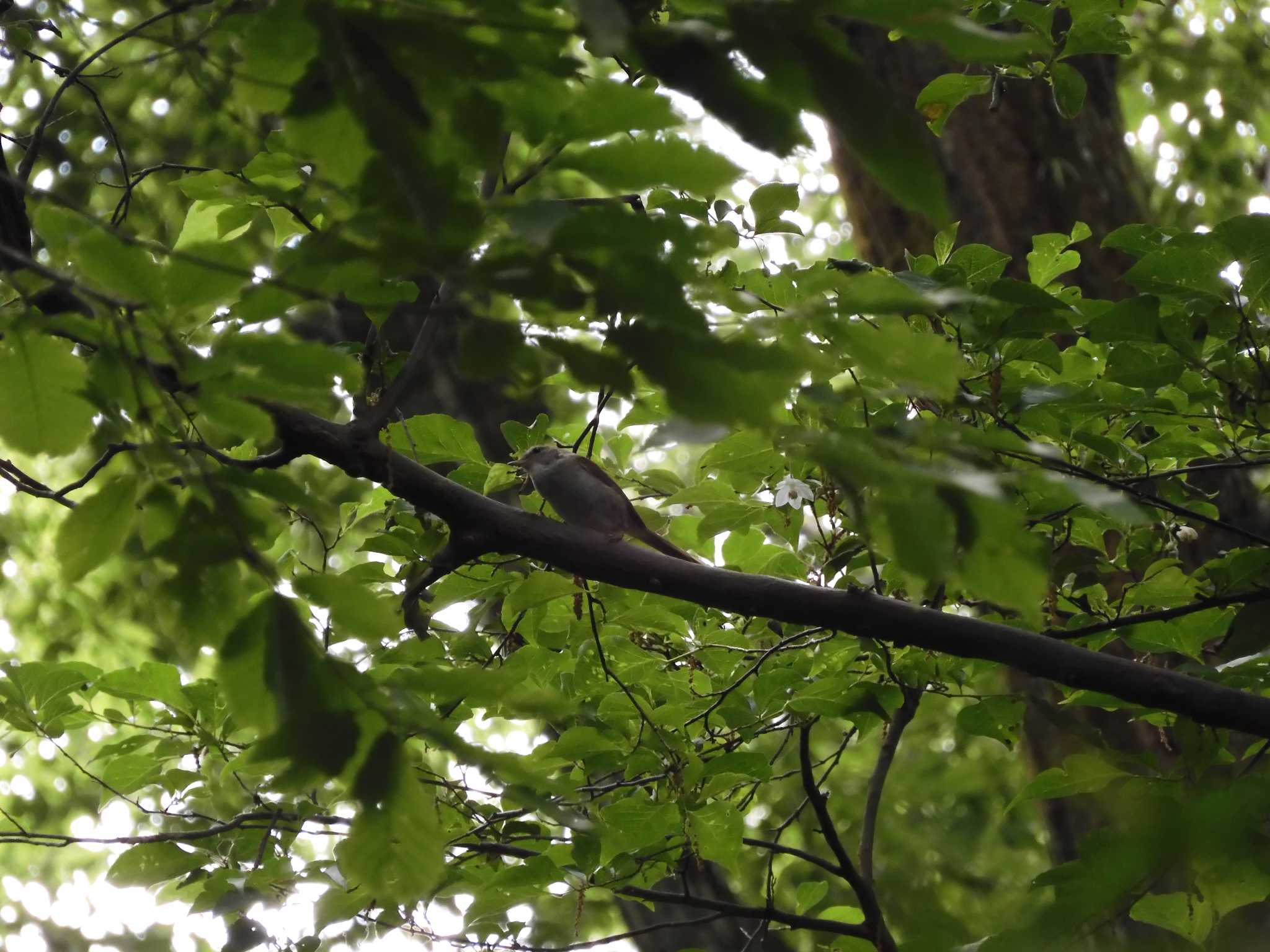 Photo of Japanese Bush Warbler at 東京都多摩地域 by Tama