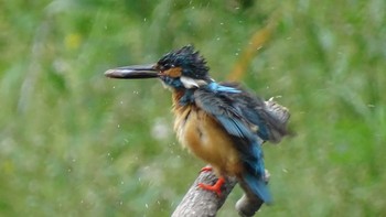 Common Kingfisher Unknown Spots Wed, 5/27/2020