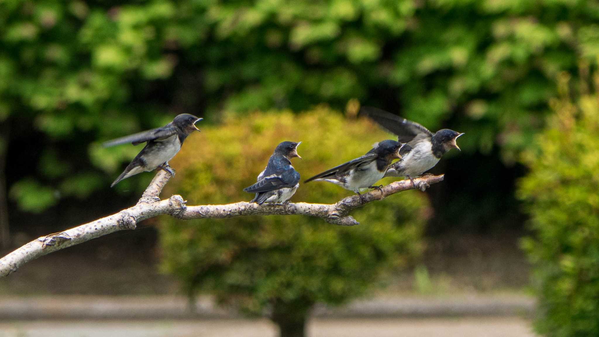 とおちゃーーーんっ！！！ by Tosh@Bird