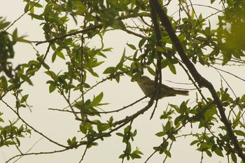 Eastern Crowned Warbler 静岡県 Wed, 5/20/2020