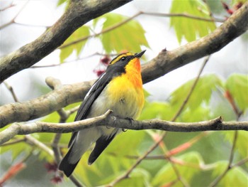 Sun, 5/24/2020 Birding report at 湯滝