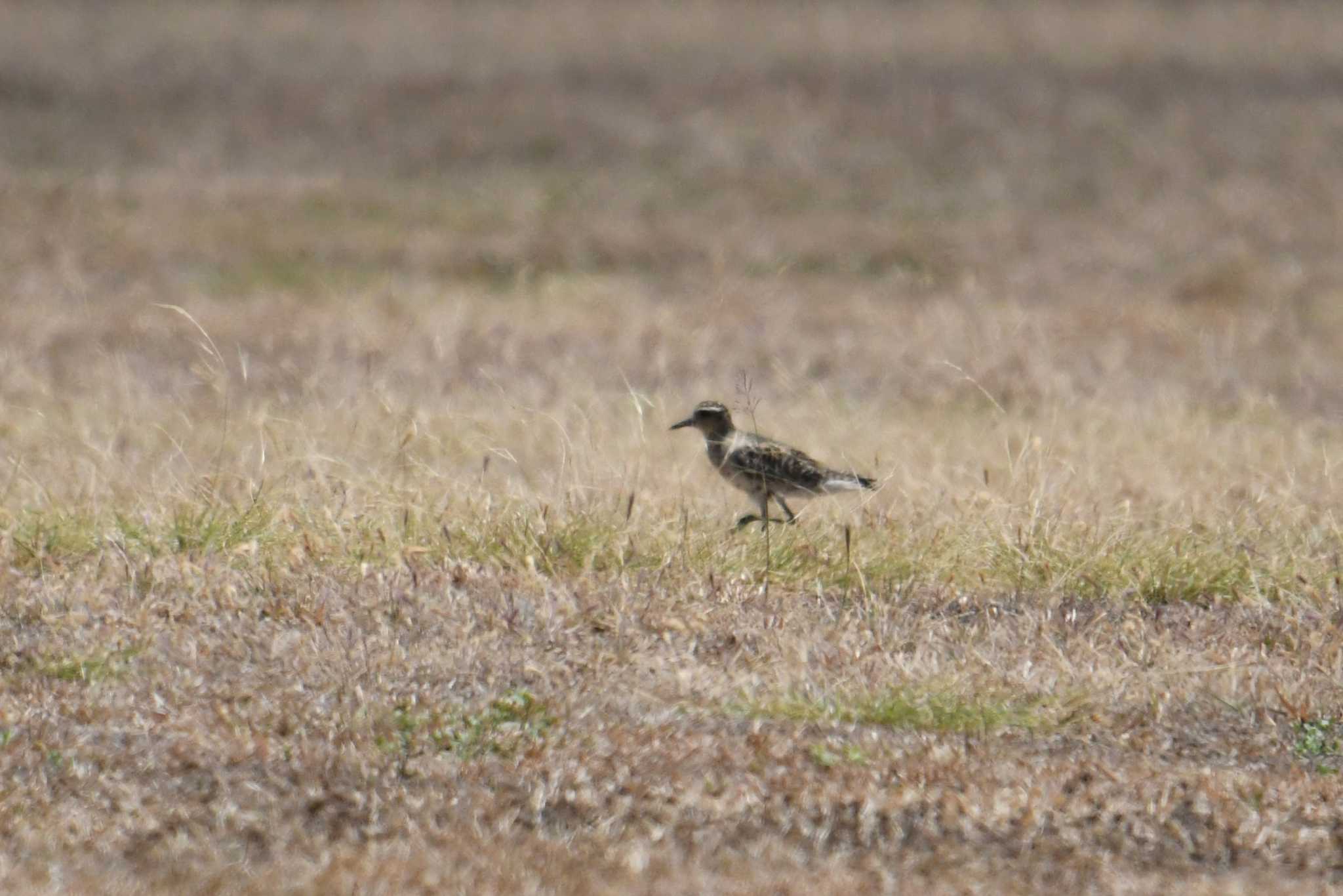 Pacific Golden Plover