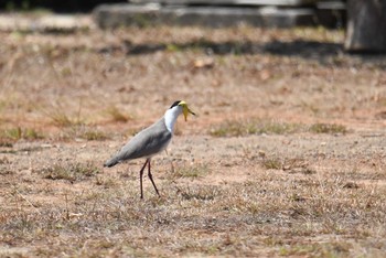 ズグロトサカゲリ アイアンレンジ国立公園 2019年10月17日(木)