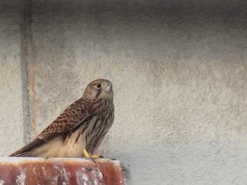 Common Kestrel 埼玉県鴻巣市吹上　本町 Wed, 5/27/2020