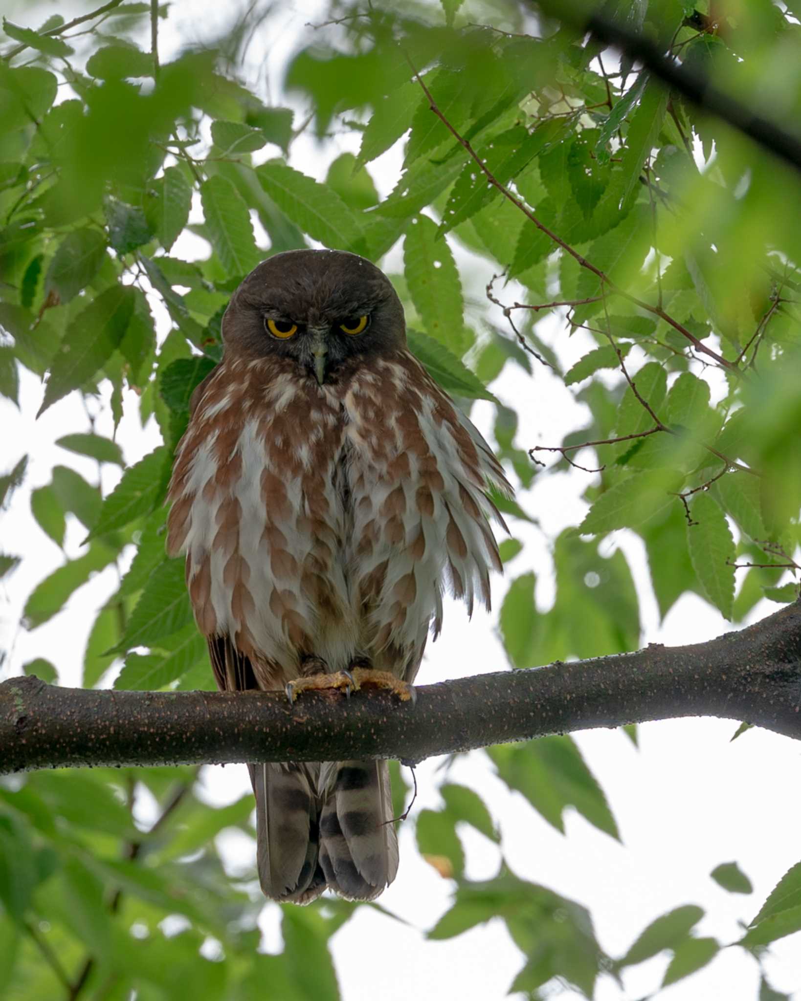 茨城県 アオバズクの写真 by bow_wow.69chan