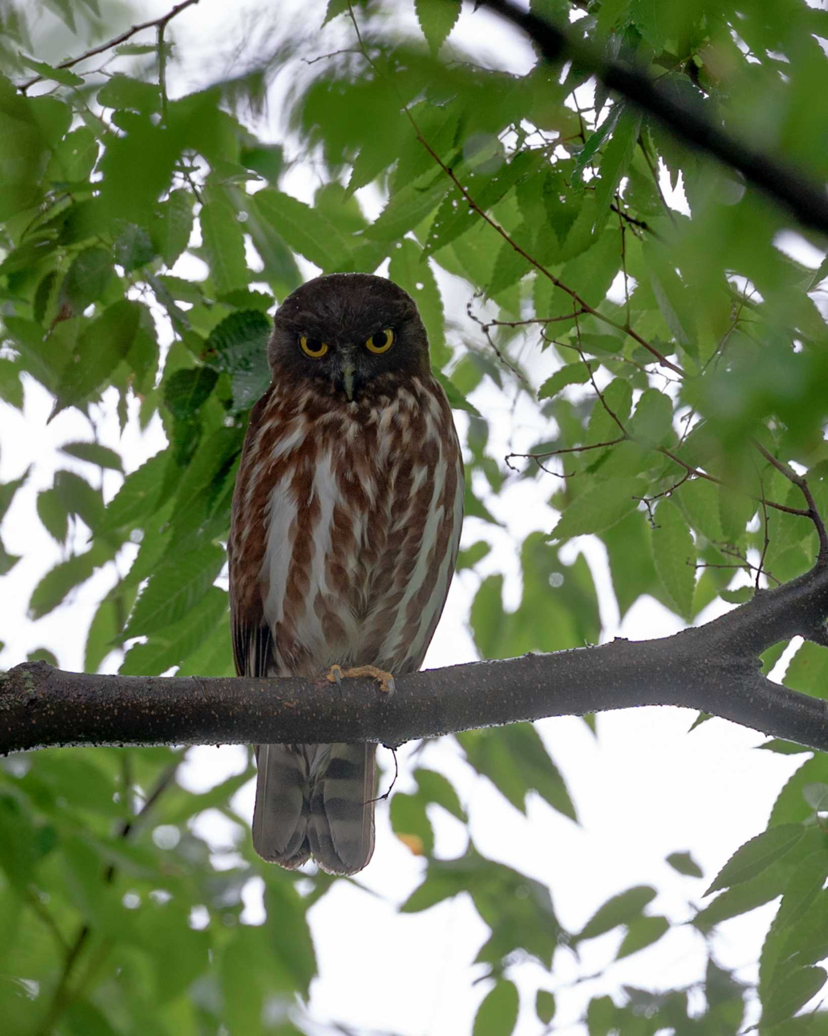 茨城県 アオバズクの写真 by bow_wow.69chan