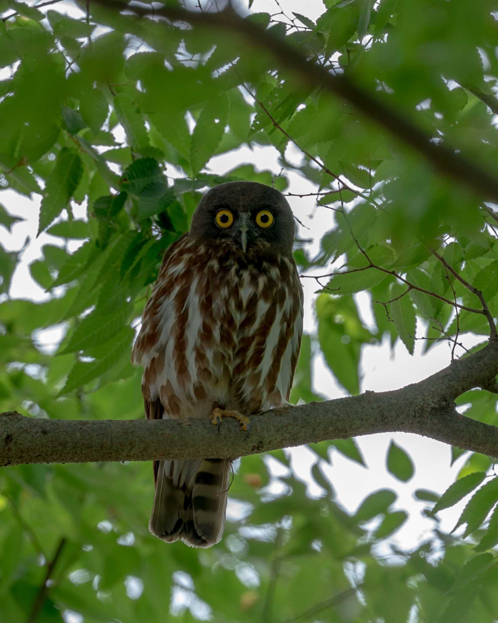 茨城県 アオバズクの写真 by bow_wow.69chan