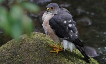 Japanese Sparrowhawk 東京都多摩地域 Sat, 6/1/2019