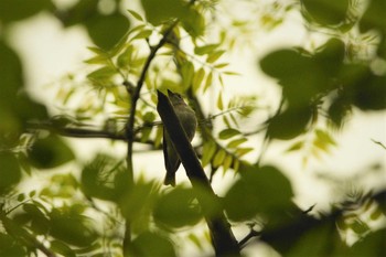 Asian Brown Flycatcher 静岡県 Wed, 5/20/2020