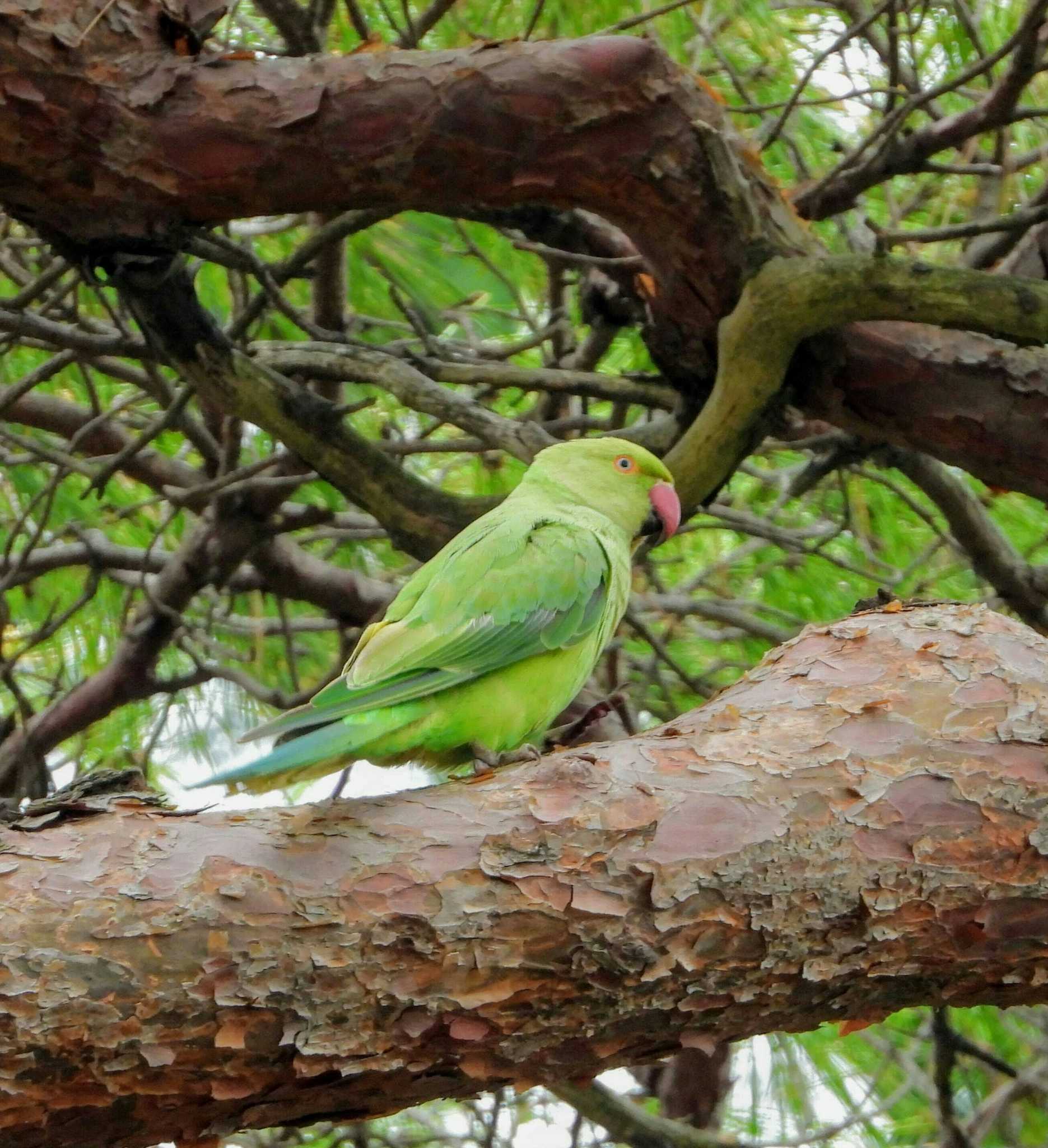  ワカケホンセイインコの写真 by サジタリウスの眼