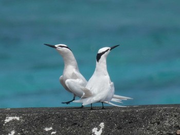 Black-naped Tern Yoron Island Thu, 5/28/2020