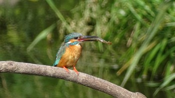 Common Kingfisher Unknown Spots Thu, 5/28/2020