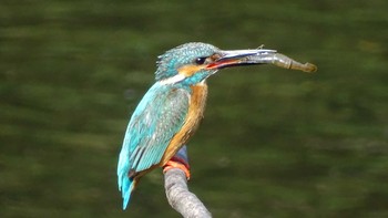 Common Kingfisher Unknown Spots Thu, 5/28/2020