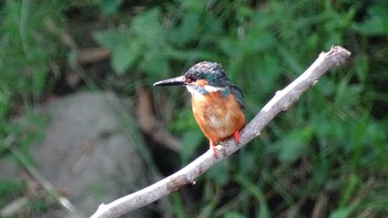 Common Kingfisher Unknown Spots Thu, 5/28/2020