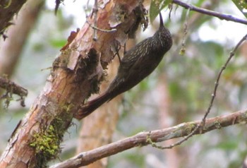 Montane Woodcreeper