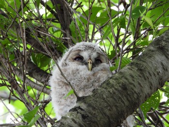 フクロウ 千葉県あけぼの山公園 2020年5月24日(日)