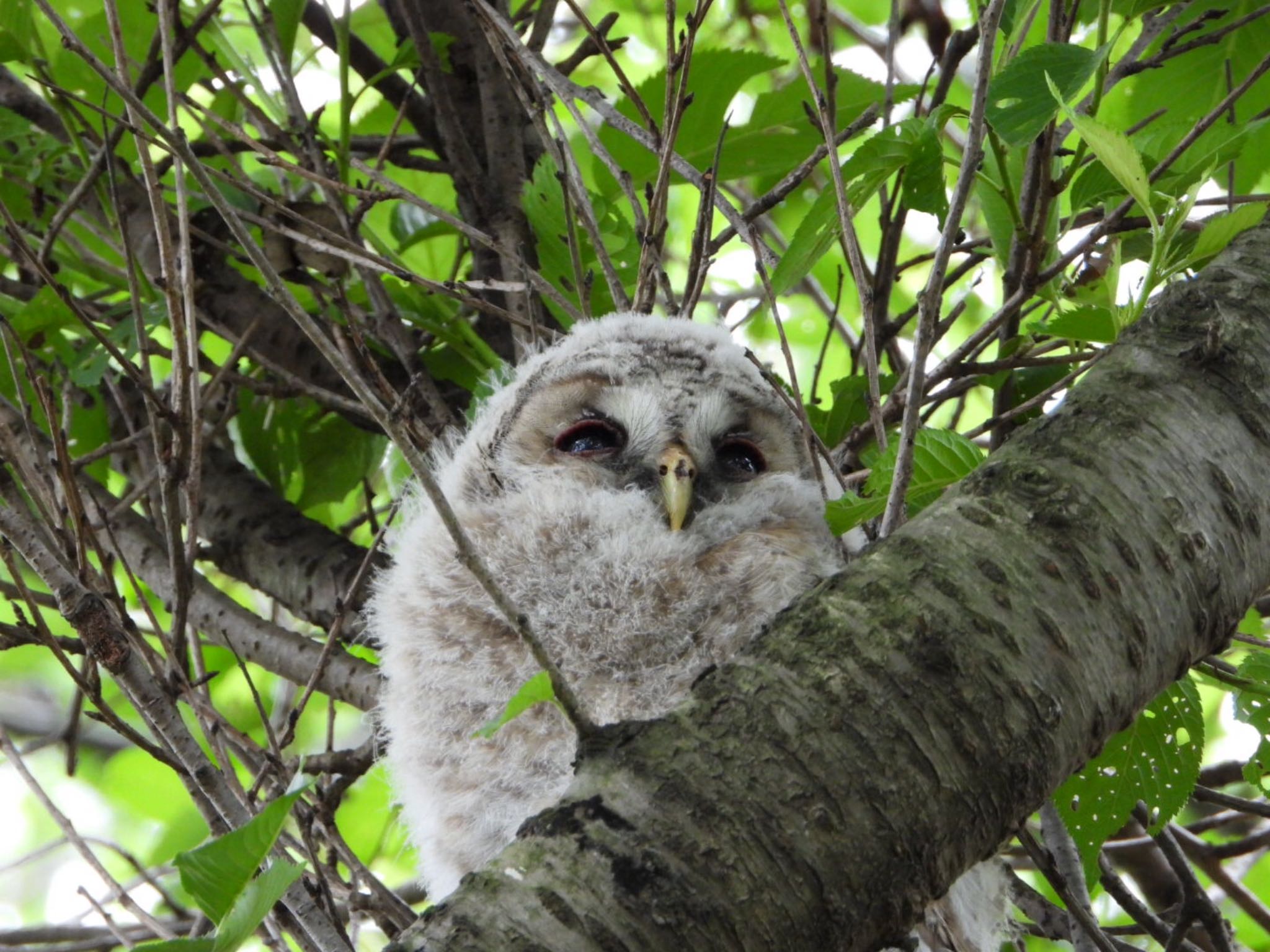 千葉県あけぼの山公園 フクロウの写真 by JFK 