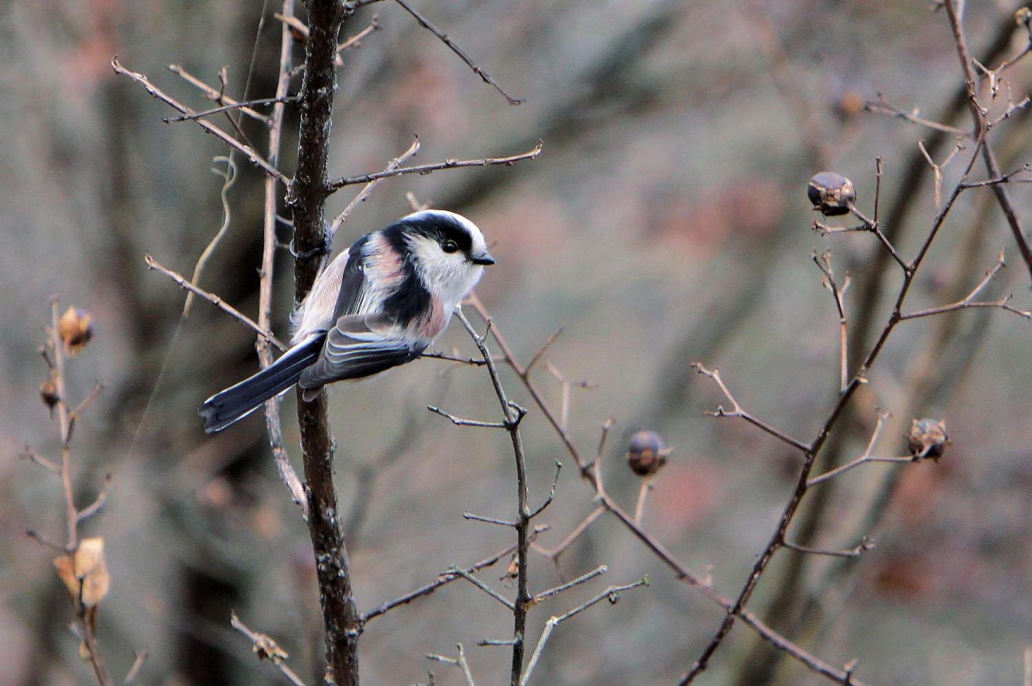 Photo of Long-tailed Tit at  by アカウント227