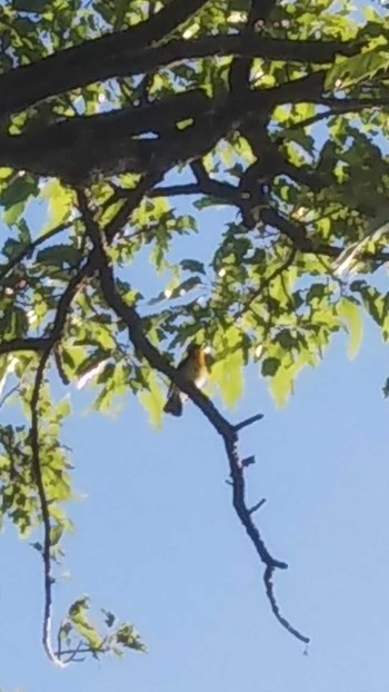 Narcissus Flycatcher 六甲山 Thu, 5/28/2020