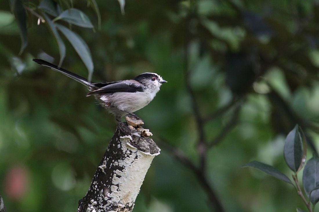 Photo of Long-tailed Tit at  by アカウント227