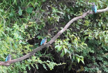 カワセミ 葛飾区 2020年5月28日(木)