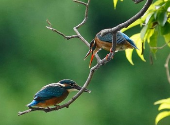 カワセミ 葛飾区 2020年5月28日(木)