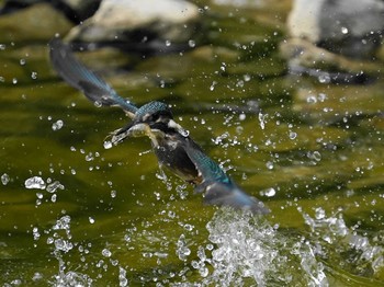 カワセミ 葛飾区 2020年5月28日(木)