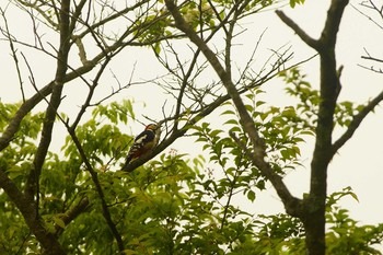 Great Spotted Woodpecker 静岡県 Wed, 5/20/2020