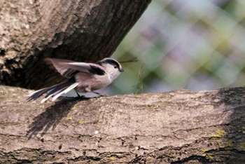 Long-tailed Tit Unknown Spots Unknown Date