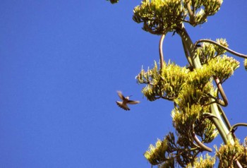 Giant Hummingbird