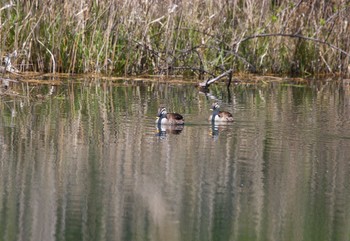 2020年5月28日(木) 壮瞥川の野鳥観察記録