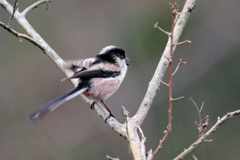 Long-tailed Tit Unknown Spots Unknown Date