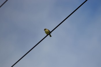 2020年5月28日(木) 伊達市の野鳥観察記録